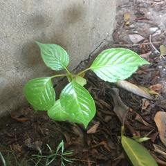 Bischofia javanica