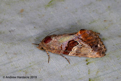 Odontodes pallidifimbria