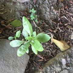 Solanum diphyllum