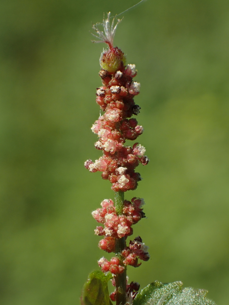 Acalyphinae