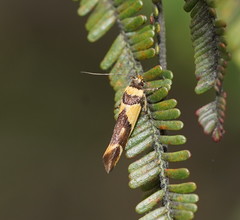 Macrobathra chrysotoxa