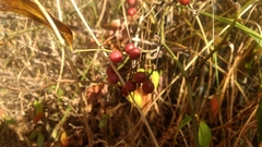 Smilax glabra