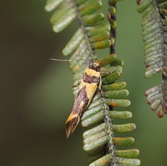 Macrobathra chrysotoxa