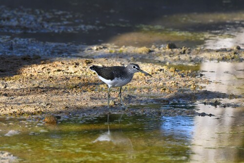 Green Sandpiper