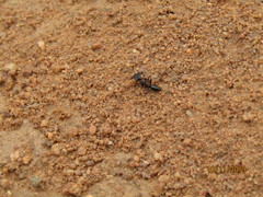 Odontomachus troglodytes