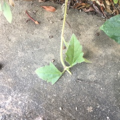 Tridax procumbens