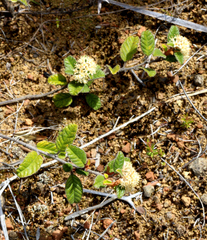 Pomaderris edgerleyi