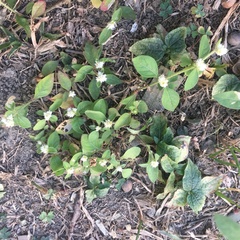 Alternanthera bettzickiana