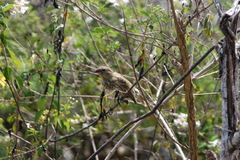Platyspiza crassirostris