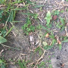 Eragrostis amabilis