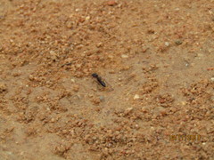 Odontomachus troglodytes