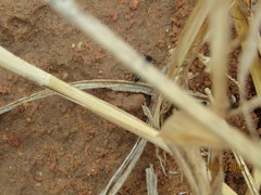 Odontomachus troglodytes