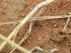 Odontomachus troglodytes