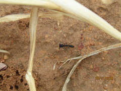 Odontomachus troglodytes