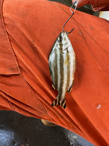 Banded grunter (Terapon theraps) — Terapontidae — 3