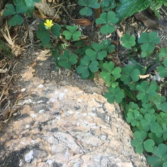 Oxalis corniculata