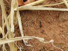 Odontomachus troglodytes