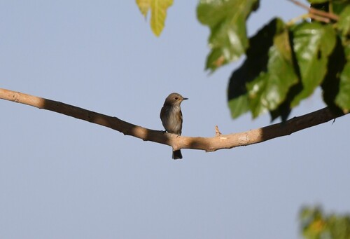 Spotted Flycatcher