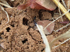 Odontomachus troglodytes