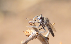 Anasillomos chrysopos