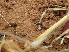 Odontomachus troglodytes