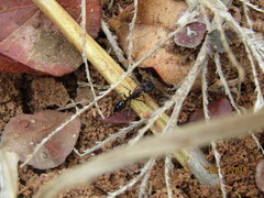 Odontomachus troglodytes
