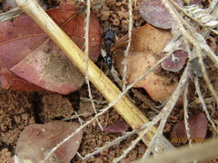 Odontomachus troglodytes