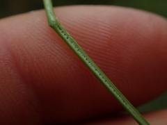 Juncus distegus