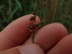 Juncus distegus