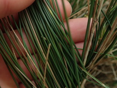 Juncus distegus