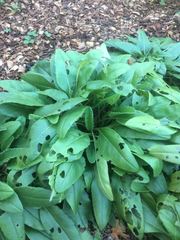 Salvia pentstemonoides