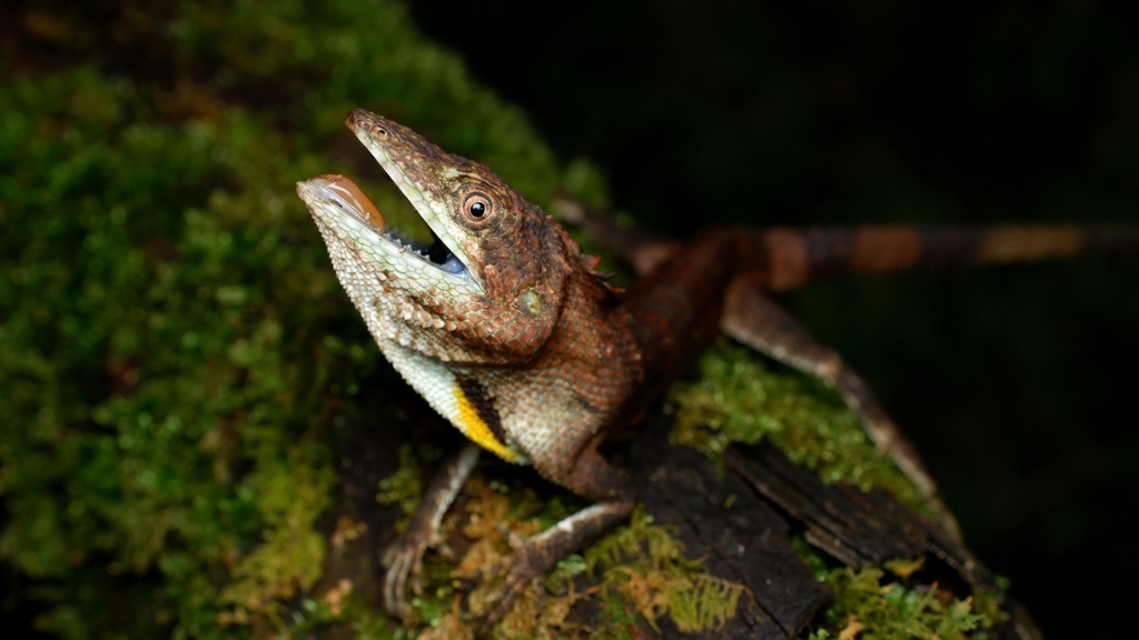 Larut Long-headed Agama