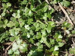 Hydrocotyle batrachium