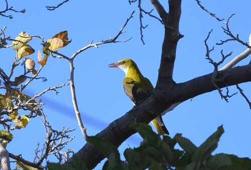 Eurasian Golden Oriole