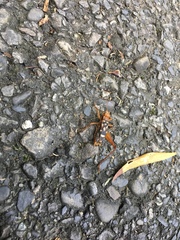 Cardiodactylus guttulus