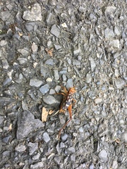 Cardiodactylus guttulus