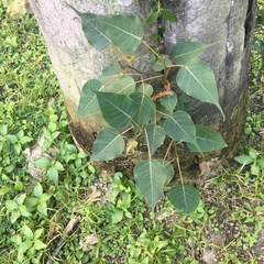 Ficus religiosa
