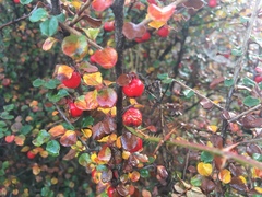Cotoneaster simonsii