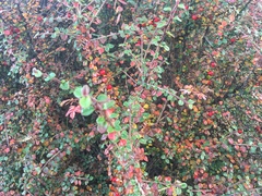 Cotoneaster simonsii