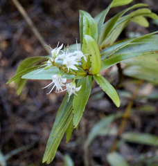 Veronica ligustrifolia