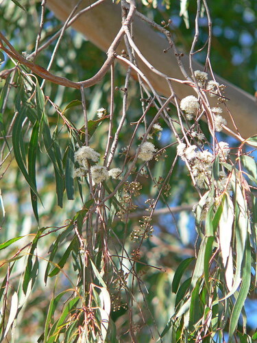 Eucalyptus elata, photograph 6