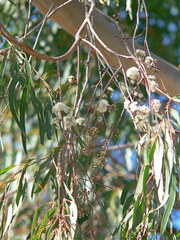 Eucalyptus elata, photograph (c) Max Campbell, some rights reserved (CC BY)
