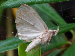 Hypena crassalis