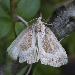 Hypena crassalis
