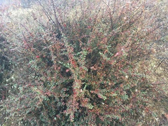 Cotoneaster simonsii