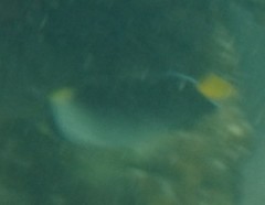 Chaetodontoplus mesoleucus