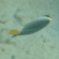 Chaetodontoplus mesoleucus