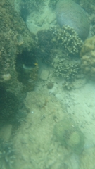 Chaetodontoplus mesoleucus