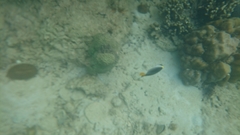 Chaetodontoplus mesoleucus