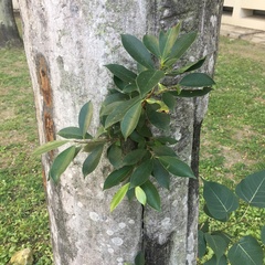 Ficus microcarpa